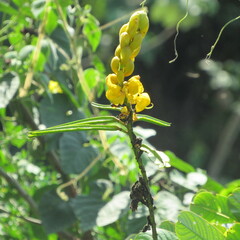 Senna