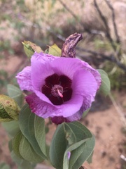 Gossypium sturtianum