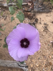Gossypium sturtianum