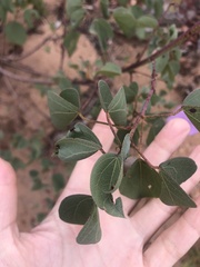 Gossypium sturtianum