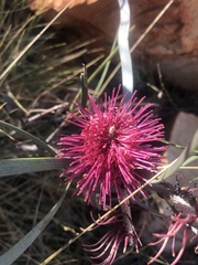 Hakea grammatophylla