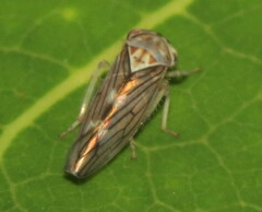 Populicerus formosus