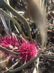 Hakea grammatophylla