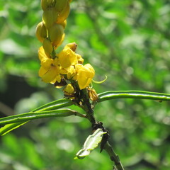 Senna