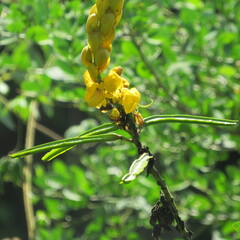 Senna