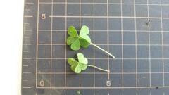 Oxalis corniculata