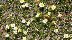 Dryas hookeriana