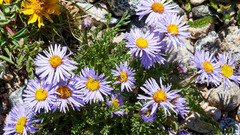 Erigeron pinnatisectus