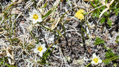 Gagea serotina