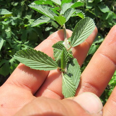Angiospermae