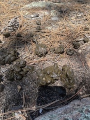 Cervus canadensis canadensis