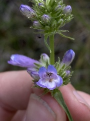 Penstemon attenuatus