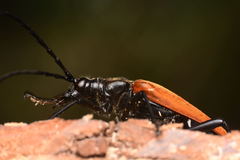 Stenelytrana emarginata