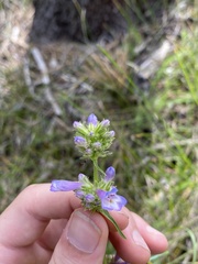 Penstemon attenuatus
