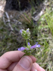 Penstemon attenuatus