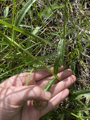 Penstemon attenuatus
