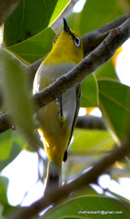 Zosterops palpebrosus
