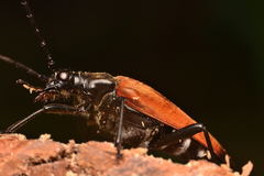 Stenelytrana emarginata