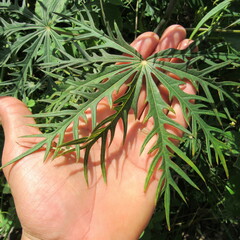 Angiospermae