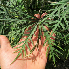Angiospermae