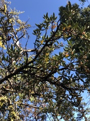 Cercocarpus ledifolius