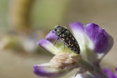 Acmaeodera lupinae