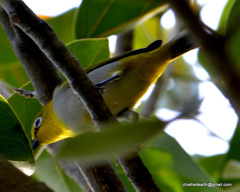 Zosterops palpebrosus