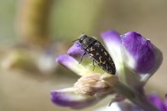 Acmaeodera lupinae