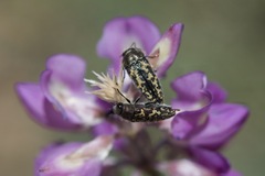 Acmaeodera lupinae