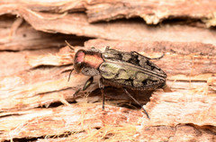 Chrysobothris ignicollis