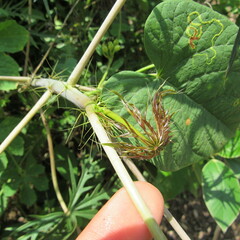 Angiospermae