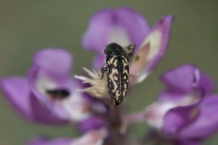 Acmaeodera lupinae