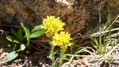 Draba streptocarpa