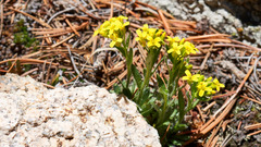 Draba streptocarpa