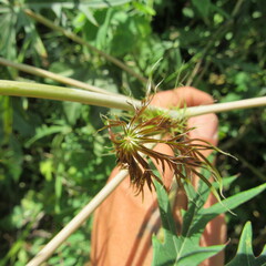 Angiospermae