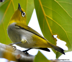 Zosterops palpebrosus