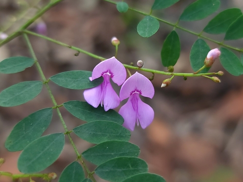 Australian Indigo