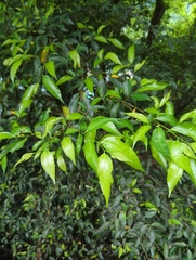 Ficus ampelos