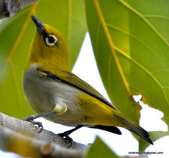 Zosterops palpebrosus