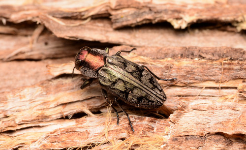 Flat-headed Wood Borer