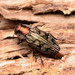 Chrysobothris ignicollis - Photo (c) Buddy, algunos derechos reservados (CC BY-NC), subido por Buddy