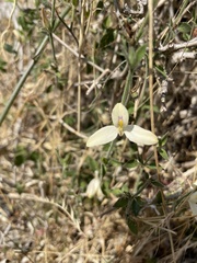 Carlowrightia neesiana