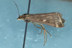 Loxostege sticticalis