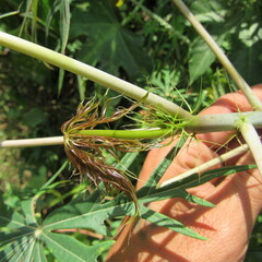 Angiospermae