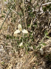 Carlowrightia neesiana