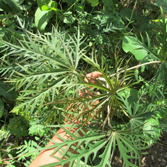 Angiospermae
