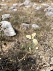 Carlowrightia neesiana