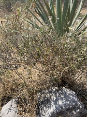 Carlowrightia neesiana