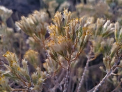 Tetradymia glabrata