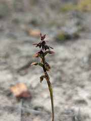Genoplesium rufum